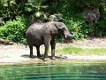 Asian Elephant 1